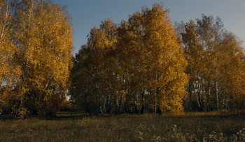 Goldener Herbst / ***