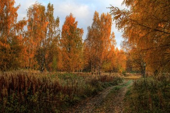 Goldener Herbst / ***