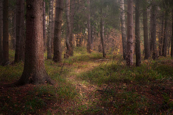 Wald / Fujifilm X-A5 + XF18-55