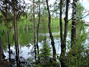 Sommer in den Wäldern / ***