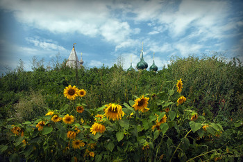 Sonnenblumen / ***