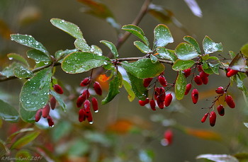 in der regen / ***