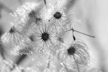 Schwarz-Weiß-Herbst / ***