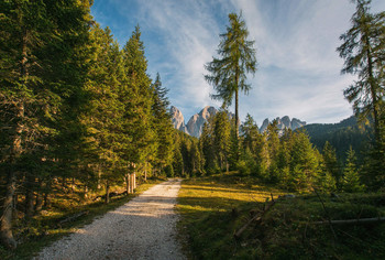 Abend im Wald / ***