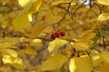 &nbsp; / Timiryazev park, Koptevo neighborhood, Moscow, Russia