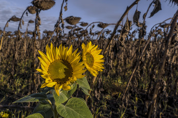 Altweibersommer / ***