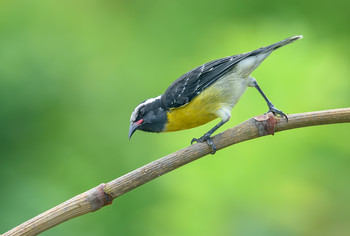 Bananaquit / ***