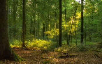 Sonnenstrahl / ***