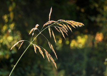 Herbst / ***