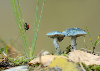 Herbst im Wald / .....