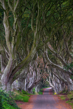 Dark Hedges / Dark Hedges