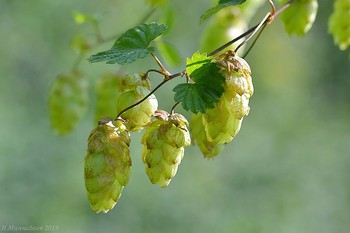 Hopfen / ***