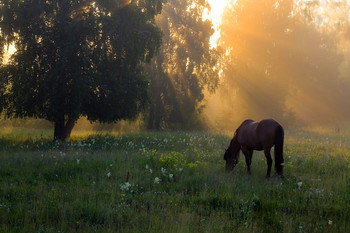 Guten Morgen / ***