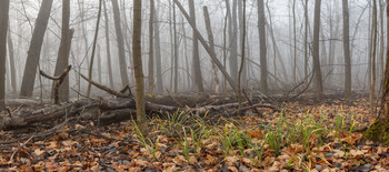 Morgen in den herbstlichen Wald / ***