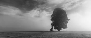 Einsamer Baum / Nebelstimmung am Wallersee