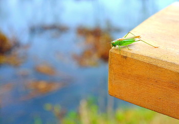 Abschied von der Indian Summer / ***