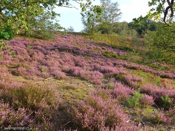 Fischbeker Heide Hamburg / ***