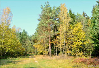 in den herbstlichen Wald / ***