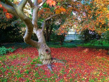 Jenischpark Hamburg / ***