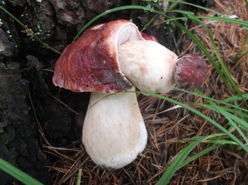Mushroom / ***