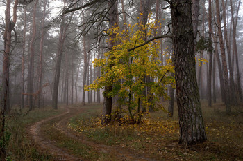 Morgen in einem Kiefernwald / ***