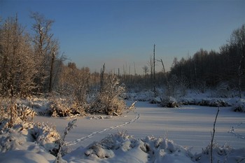 Im Wald / ***