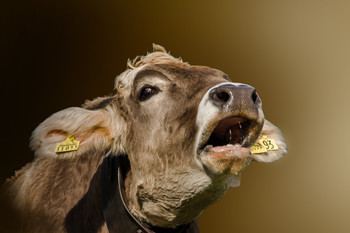 Es wird gebrüllt / ***