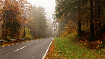 Herbstwald / Nebel und buntes Laub