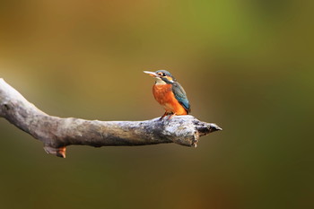 Fisherman / ***