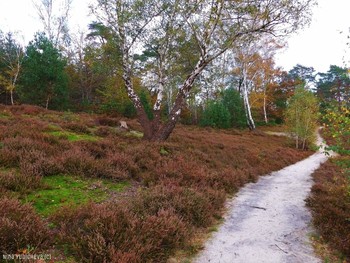 Fischbeker Heide Hamburg / ***