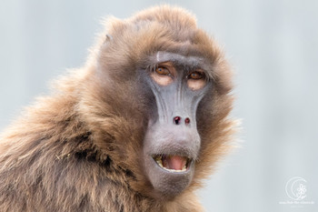 Da schaust du aber :-) / Ein Affe aus der Wilhelma in Stuttgart