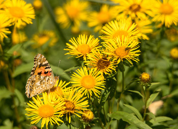 Platz an der Sonne / ...