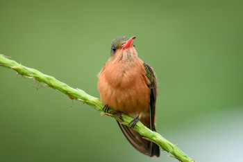 Cinnamon hummingbird / ***