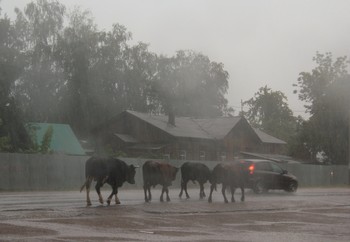 Rainy Stimmung / ***