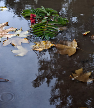 Rainy Stimmung / ***