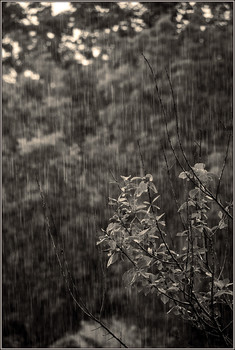 Rainy Stimmung / ***