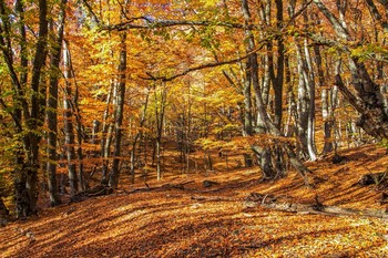 Krim-Wald / ***