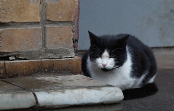 Caturday / Timiryazev park, Koptevo neighborhood, Moscow, Russia