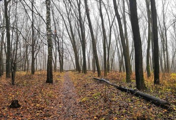 Im Herbst Park / ***