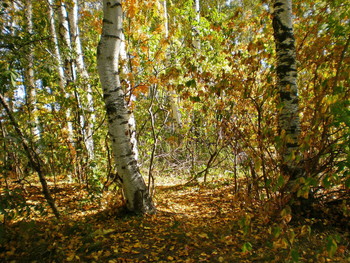 Herbst / ***