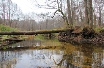 Nebenfluss des Pripjat / ***