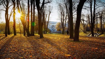 Goldener Herbst / ***