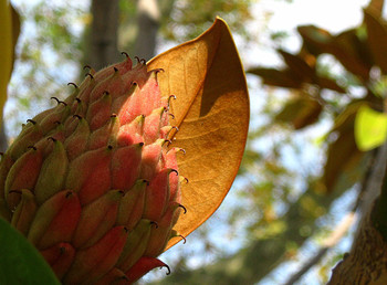 Magnolienbaum / ***