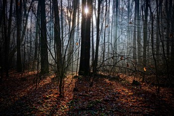 in den herbstlichen Wald / ***