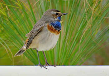 Blaukehlchen / ***