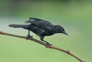 Carib grackle / ***