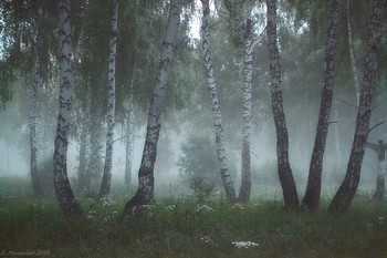 Morgen in den Wald / ...