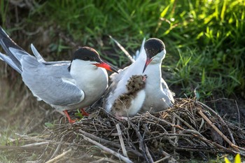 Familien / ***