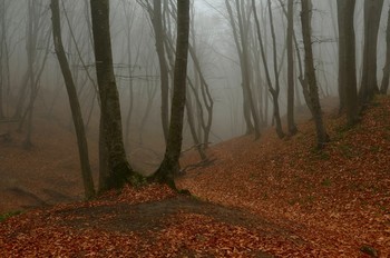 Herbst / ***