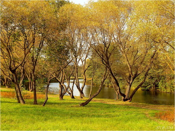 Im Herbst Park / ***